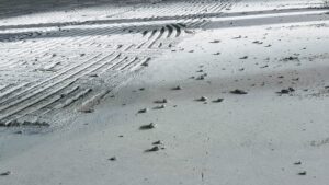 concrete floor grinder near me redcliffe